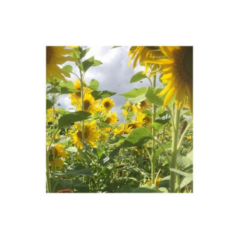 Tournesol pour CIPAN - PEREDOVIK