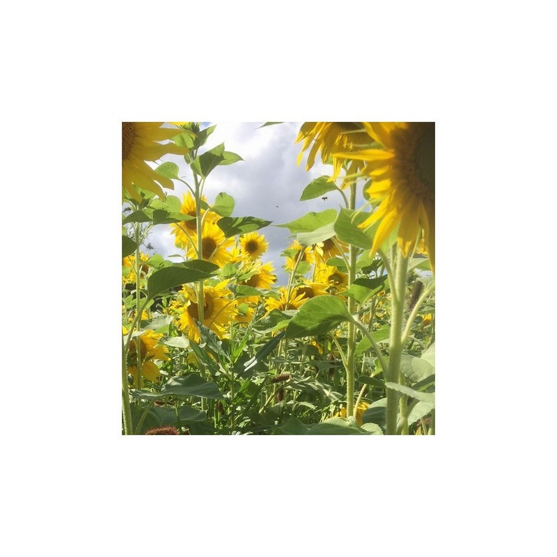 Tournesol pour CIPAN - PEREDOVIK