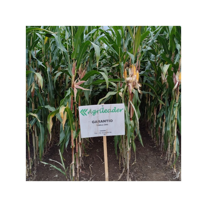 Maïs GARANTIO indice 200-210
