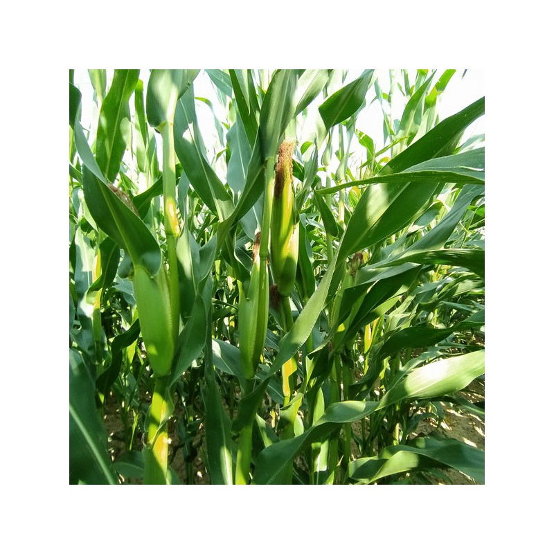 Maïs ELBRUS indice 320-330