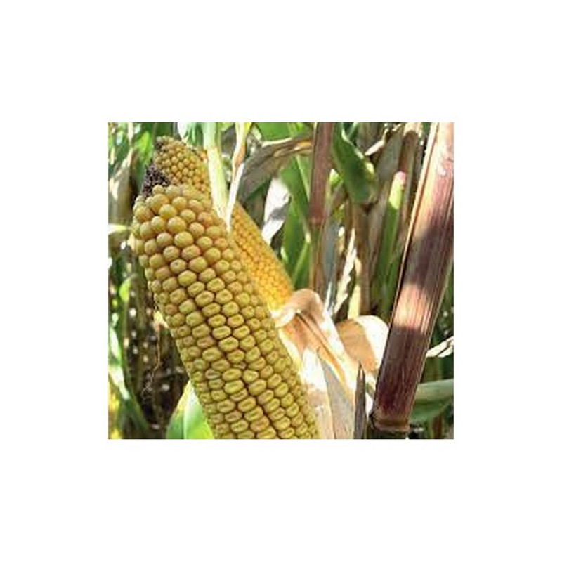 Maïs P7552 indice 220