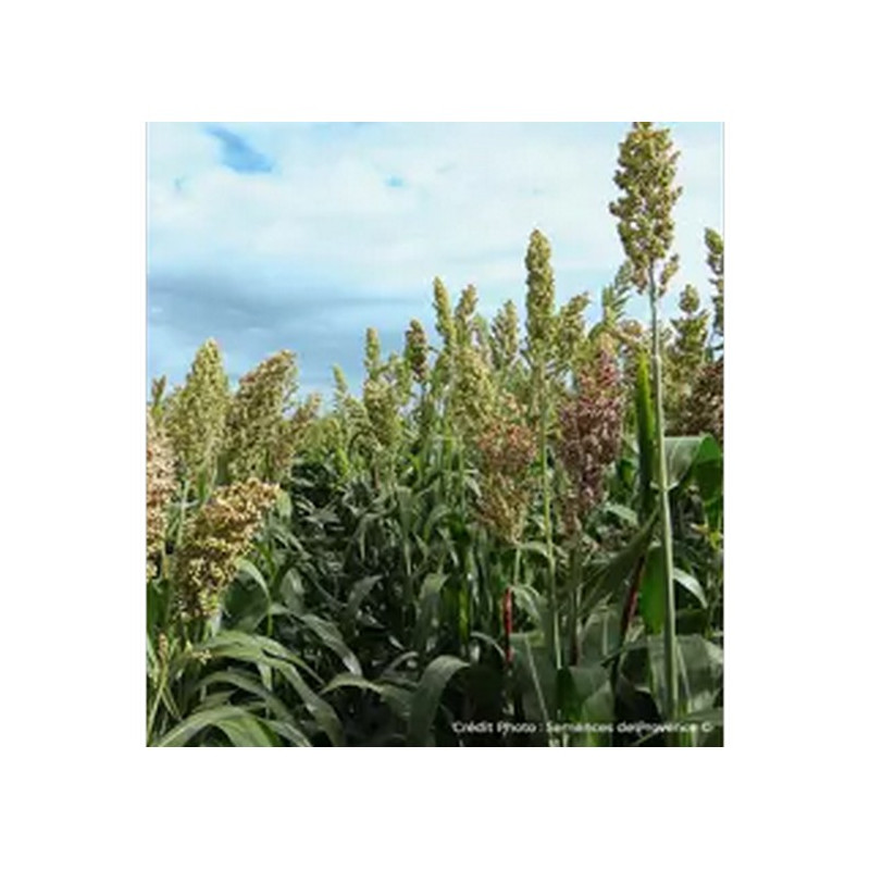 Sorgho ensilage - ARIGATO