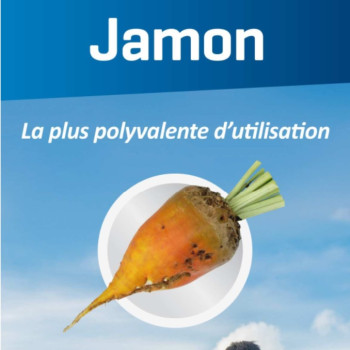 Betterave fourragère JAMON