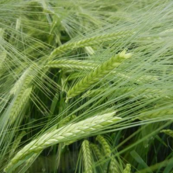 Orge printemps ETOILE