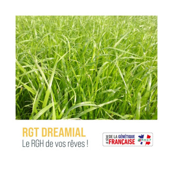 RGH 2N DREAMIAL, Ray-grass Hybride