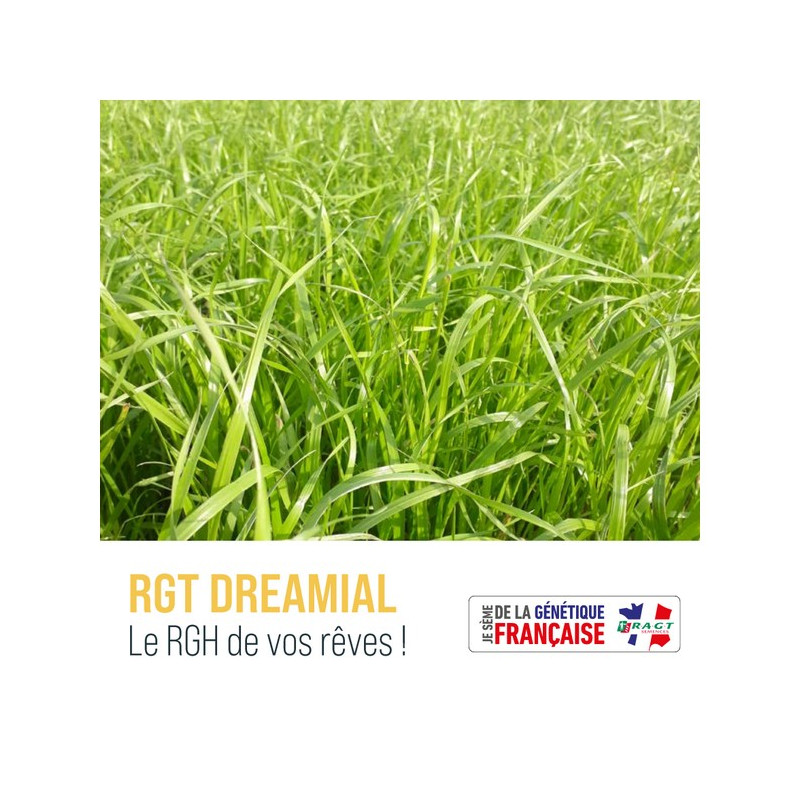RGH 2N DREAMIAL, Ray-grass Hybride