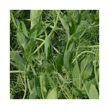 Pois fourrager de printemps ARVIKA BIO