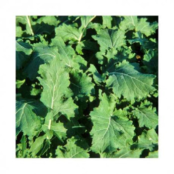 Colza fourrager LICAPO