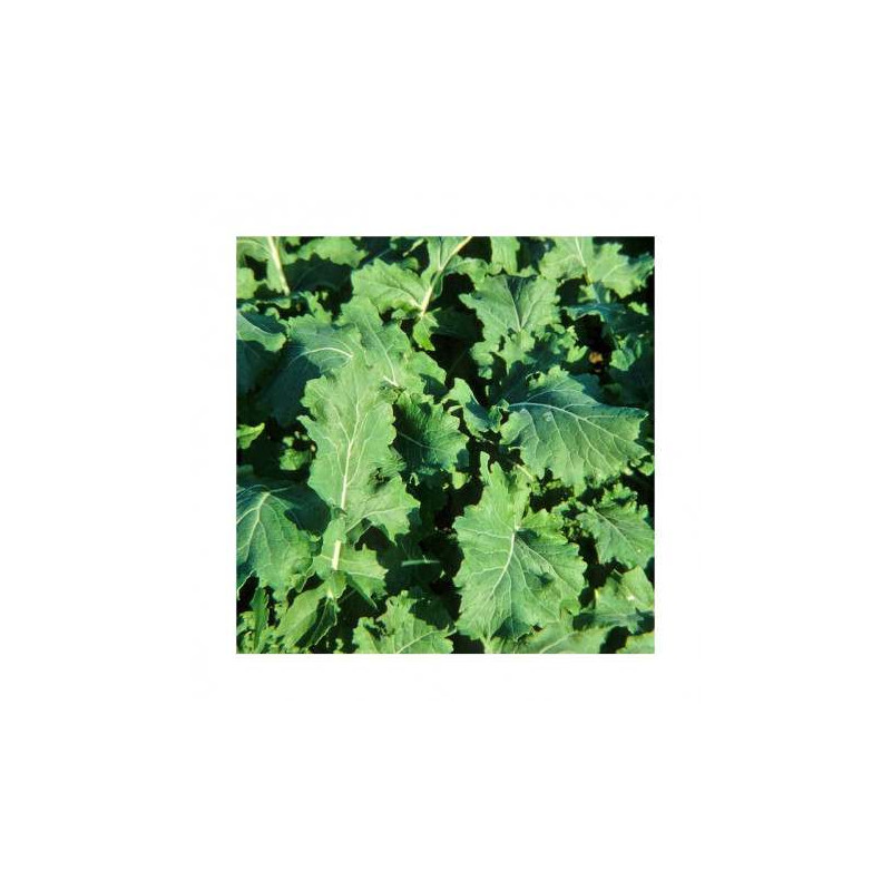 Colza fourrager LICAPO