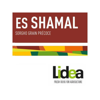 Sorgho grain - ES SHAMAL