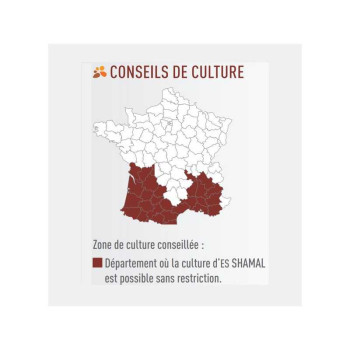 Sorgho grain - ES SHAMAL