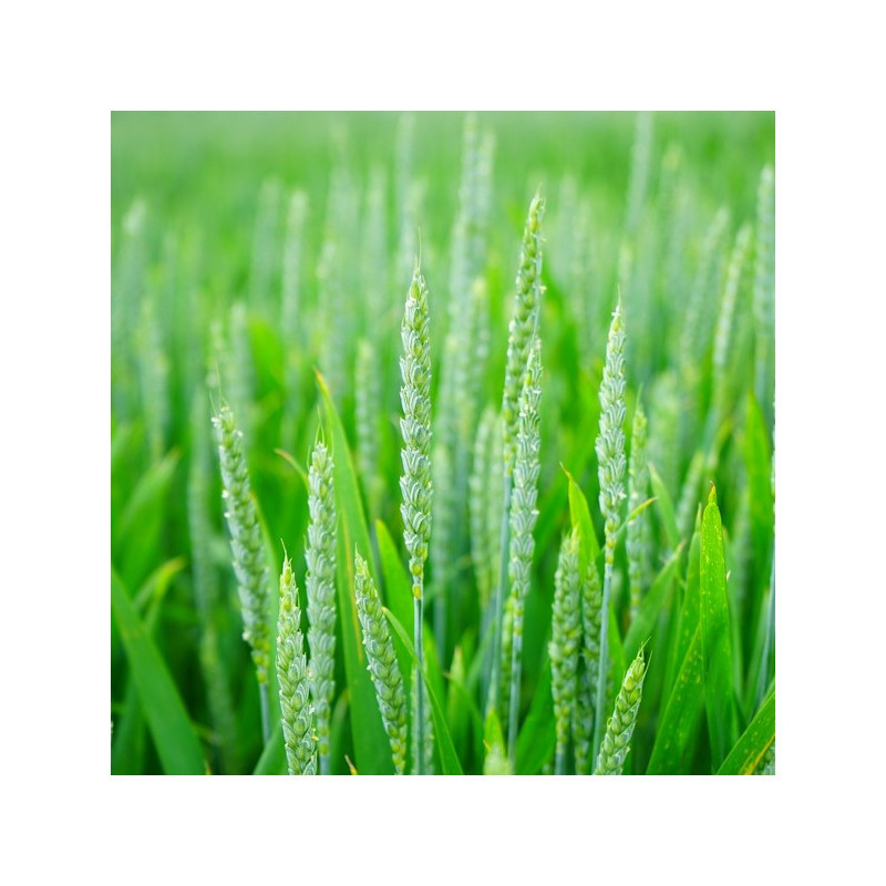 Blé CHRISTOPH (BIO copseed)