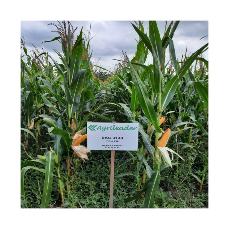 Maïs DKC 3149 (ind. 240)