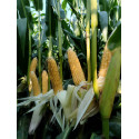 23014-Dose 50 000 gr