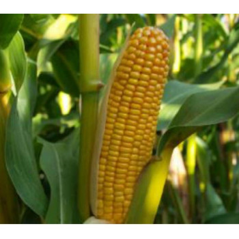 Maïs SVETLANA Indice 280- KORIT