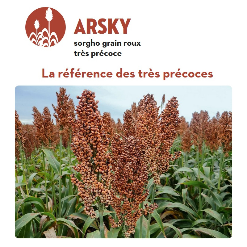 Sorgho grain - ARSKY