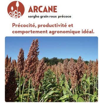 Sorgho grain – ARCANE