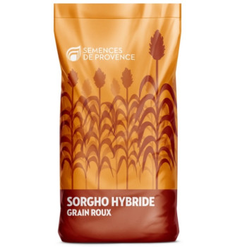 Sorgho grain – ARCANE