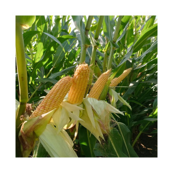 Maïs LG 31230 (ind.230)