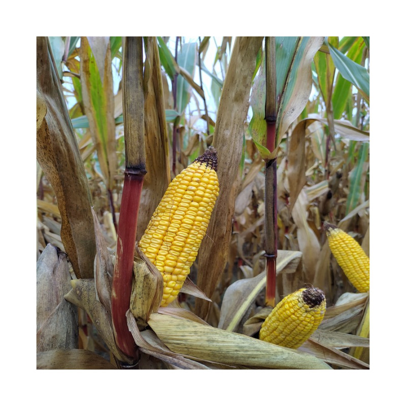 Maïs DKC 4031 indice 310-320 Accéléron