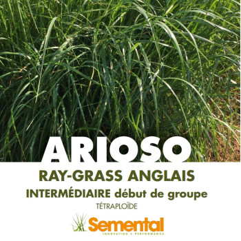 RGA 4N inter ARIOSO, Ray-grass Anglais