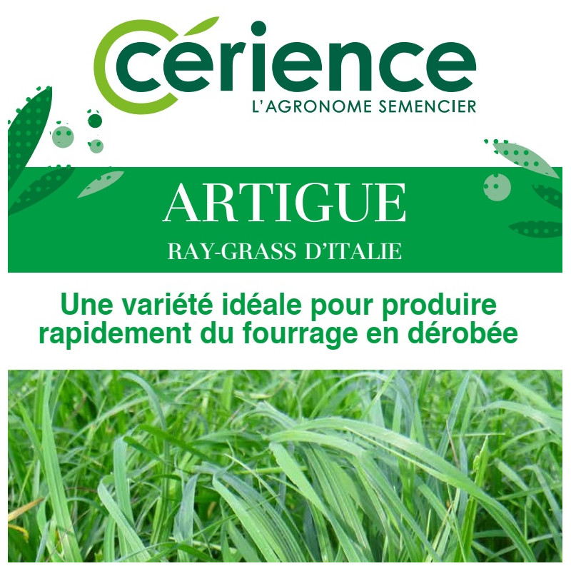 RGI 4N alternatif ARTIGUE, Ray-grass d'Italie