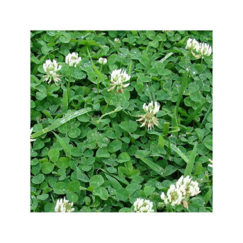 Trèfle blanc inter. NEMUNIAI Bio