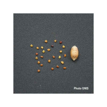 Trèfle blanc inter. NEMUNIAI Bio