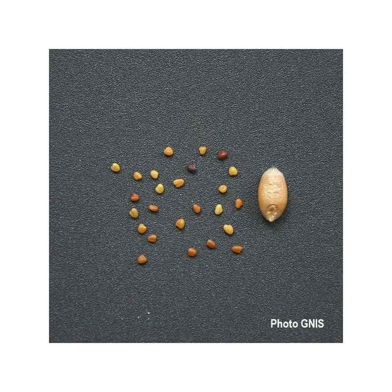 Trèfle violet AVISTO