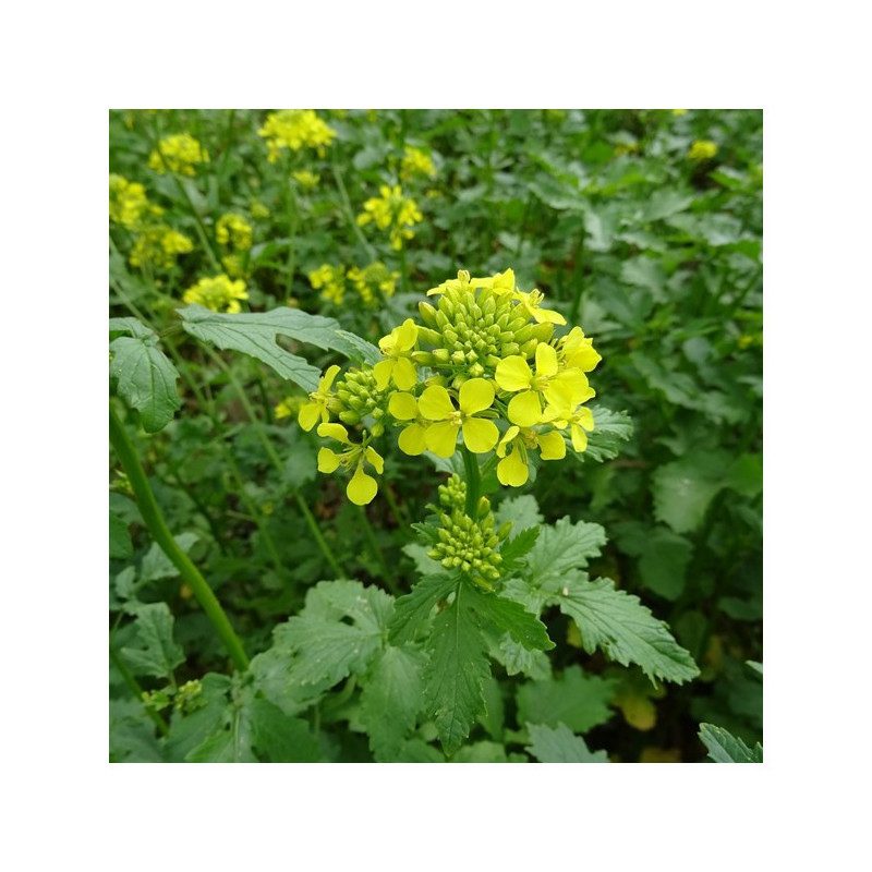 Moutarde blanche BIO GRACJA