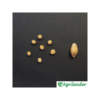 Moutarde blanche BIO GRACJA