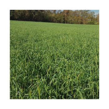 Seigle fourrager Bio PROTECTOR