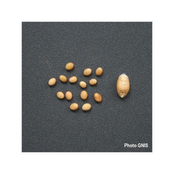 Trèfle incarnat TARDIVO Bio