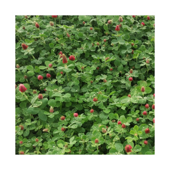 Trèfle incarnat CICERO