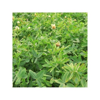 Trèfle d'Alexandrie ALEX Bio