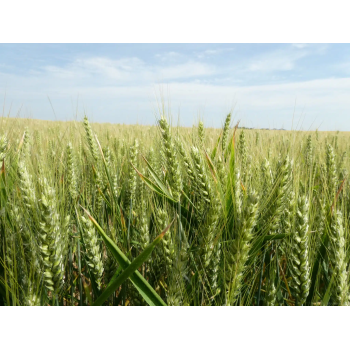 Blé RGT CAPEXO (Bio Copseed)