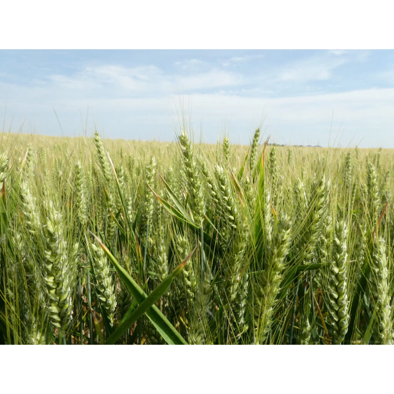 Blé RGT CAPEXO (Bio Copseed)