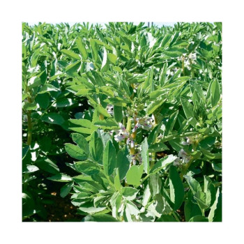 Féverole hiv. NOUMEA