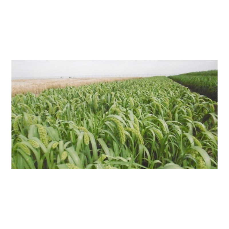 Moha bigarré RUCEREUS (Moharia, précoce) - Sac 25 kg