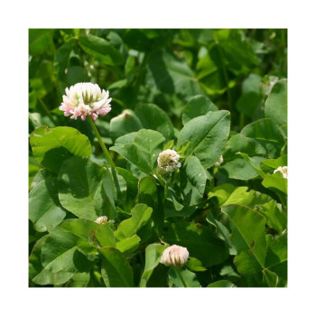 Trèfle hybride CONSTELLATION