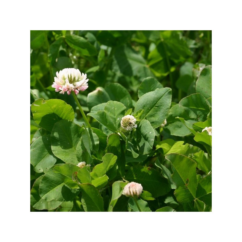 Trèfle hybride CONSTELLATION