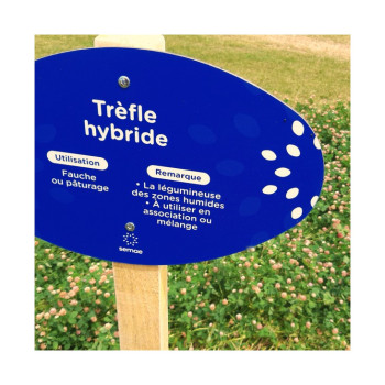 Trèfle hybride CONSTELLATION