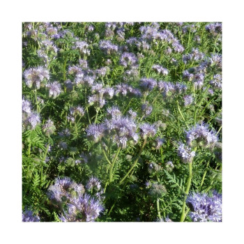 Phacélie LIZA