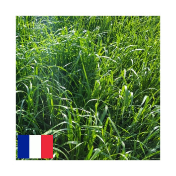 RGH 4N EVERIAL Bio, Ray-grass Hybride Bio
