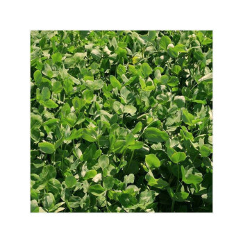 Trèfle violet LUCRUM Bio