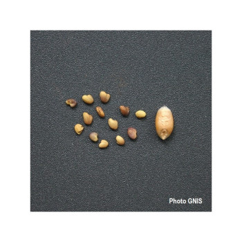 Trèfle violet LUCRUM Bio