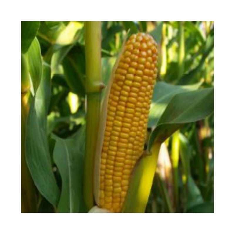 Maïs SVETLANA (F20Cs + Korit ind. 280) - Dose 50 000 gr