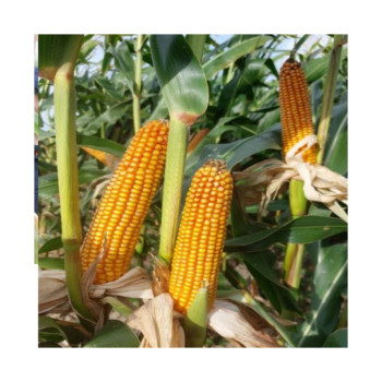Maïs KRAKEN (indice 240) 