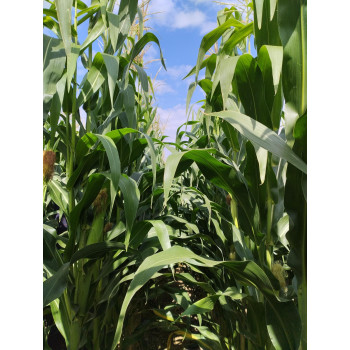 Maïs ENSIL DUO LEAFY 400 (Korit i.380-400) - D.50000gr