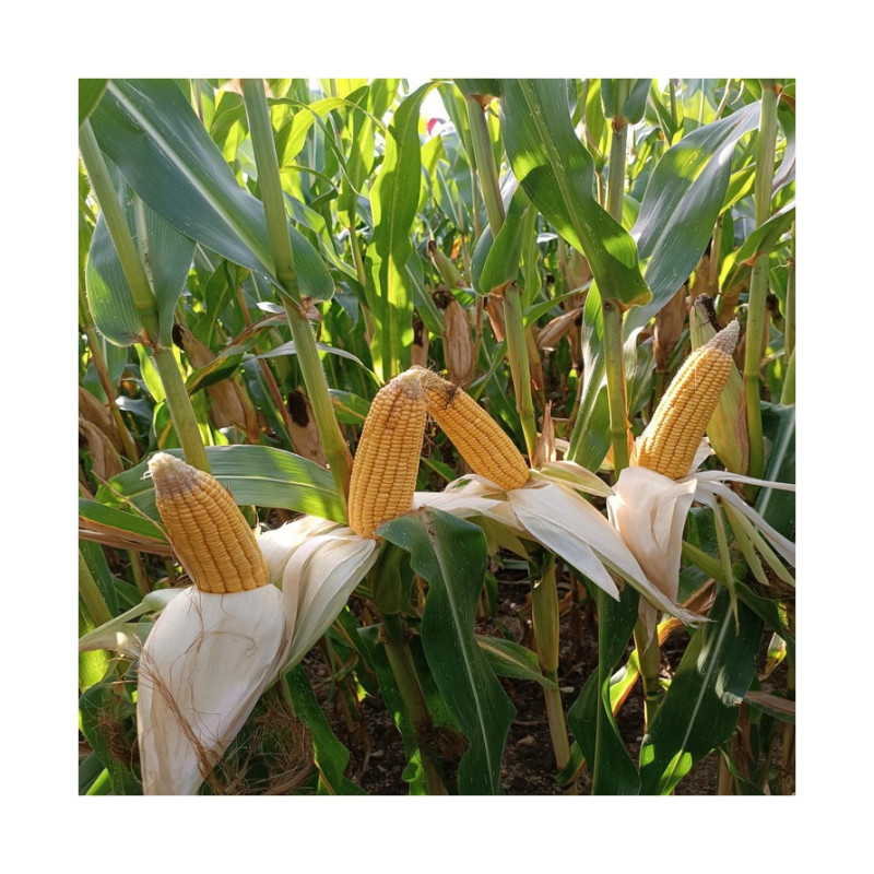 Maïs P89699 (ind. 280) - Dose 50 000 gr